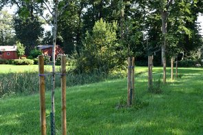 Eine Reihe gepflanzter Obstbäume in Telbrake. Im Hintergrund ist ein Teil einer Scheune zu sehen.