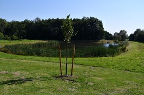 Ein einzelner Pbstbaum steht vor dem Regenrückhaltebecken am Wiesenweg