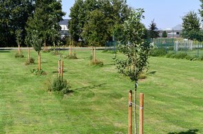Gepflanzte Obstbäume am Wiesenweg in Langförden