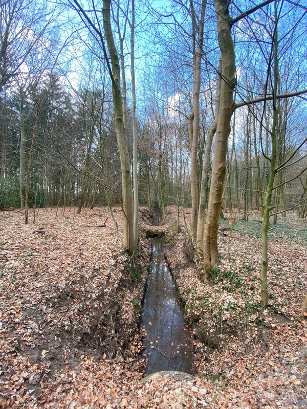 Das Regenrückhaltebecken ist eher schmal und liegt direkt im Wald zwischen vielen Bäumen.