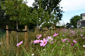 Pinke Blumen vor den Obstbäumen an der Marschkämpe