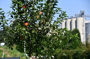 Äpfel hängen an einem Apfelbaum. Im Hintergrund ist eine Industrieanlage zu sehen